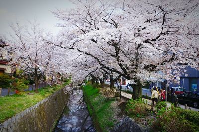 Flowers growing on tree