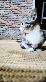 Close-up of a cat sitting against the wall