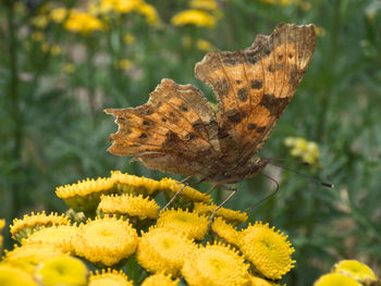 Close-up of butterfly on yellow flower