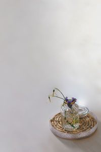 Close-up of insect on table against white background