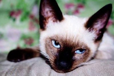 Close-up portrait of kitten lying on floor