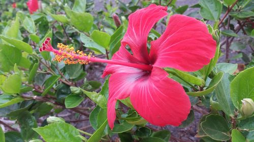 Close-up of red hibiscus blooming outdoors