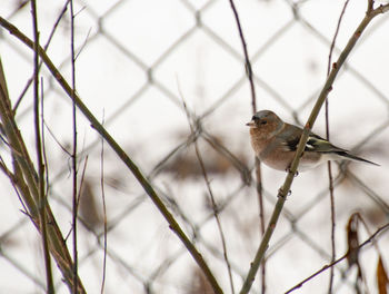 Close-up of bird perching on fence during winter