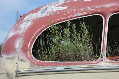 Close-up of abandoned bus with grass growing in windows.