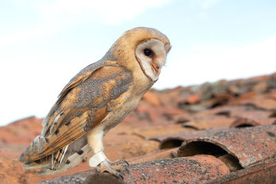 Close-up of bird perching on rock against sky