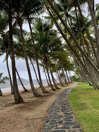 Footpath amidst palm trees at beach against sky