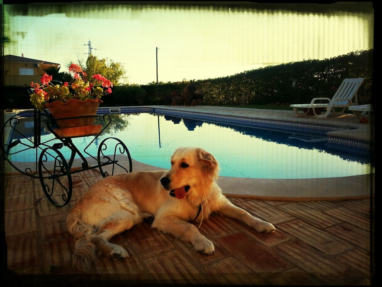 domestic animals, animal themes, pets, dog, mammal, one animal, transfer print, water, auto post production filter, sky, built structure, railing, nature, outdoors, no people, day, tree, lake, river, standing