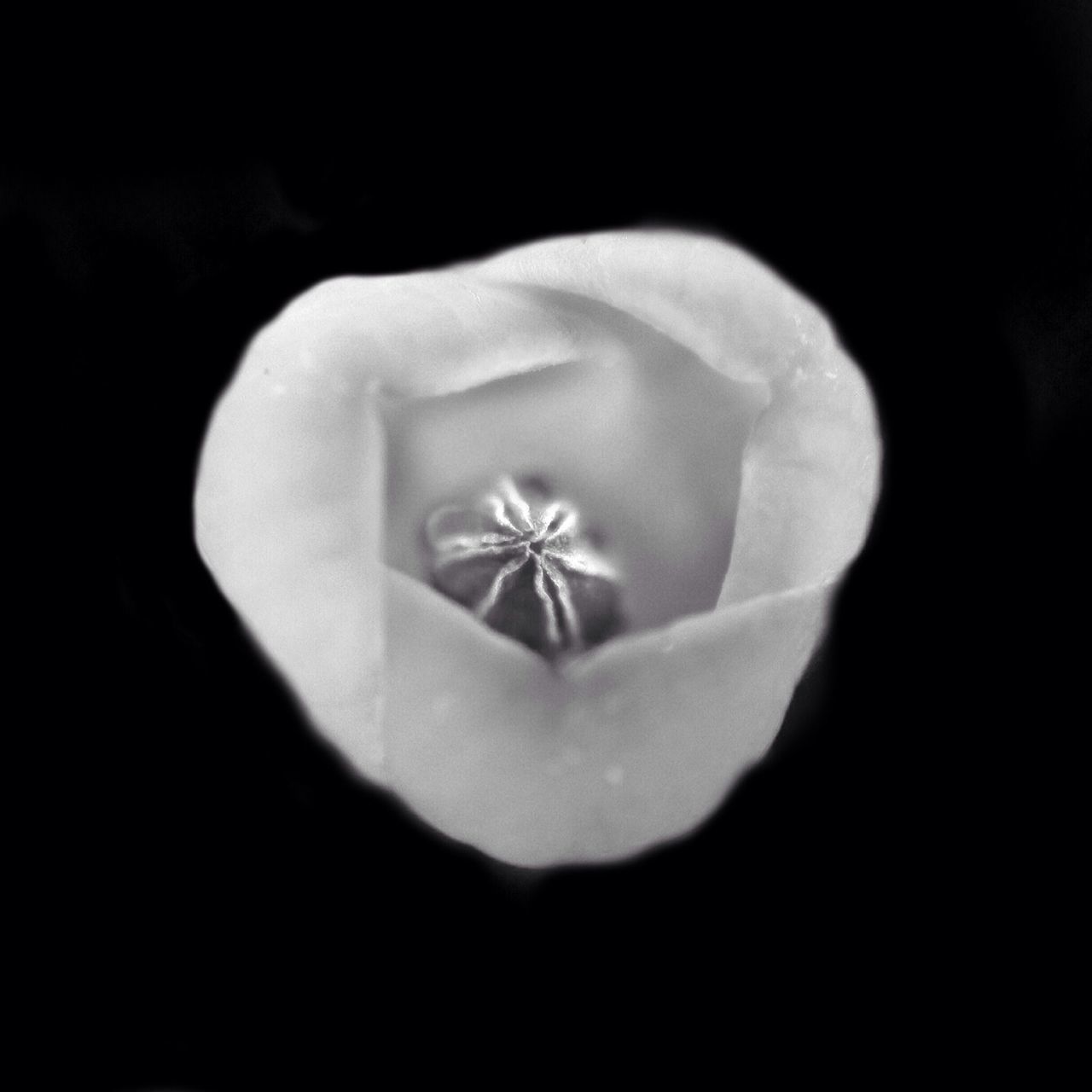 flower, petal, flower head, fragility, freshness, close-up, studio shot, white color, black background, beauty in nature, single flower, growth, indoors, nature, plant, copy space, blooming, blossom, stem, selective focus