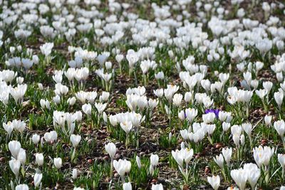 Close-up of white flowers growing in field