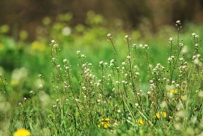 Close-up of plant growing on field