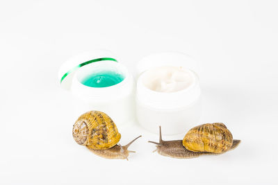 High angle view of snail over white background