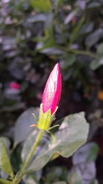 Close-up of pink flower