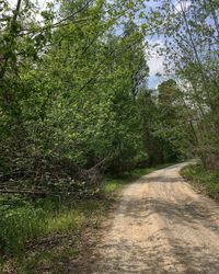 Road amidst trees in forest