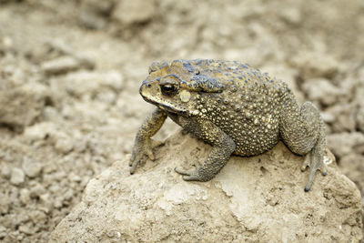 Close-up of lizard on rock