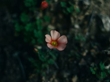 Close-up of pink flower