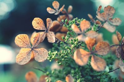 Close-up of brown flowers blooming outdoors