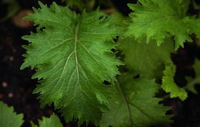 Close-up of green leaves