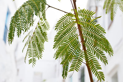 Low angle view of leaves on plant