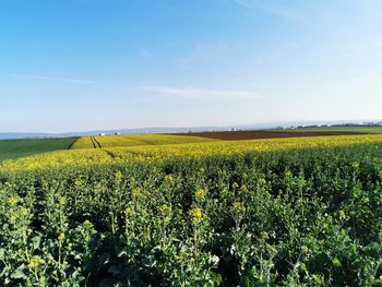 Scenic view of yellow flower field against sky