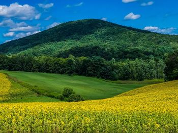 Scenic view of oilseed rape field against sky