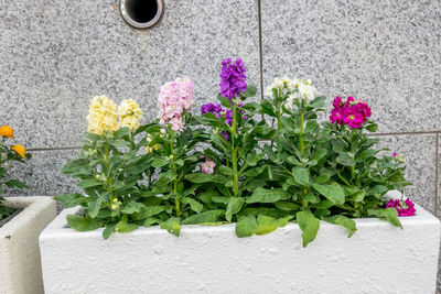 High angle view of pink flowering plant