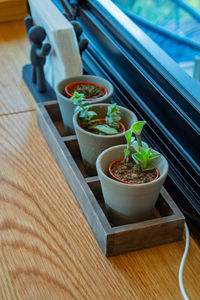 High angle view of potted plant on table