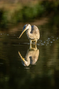 Close-up of gray heron in lake