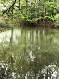 Scenic view of lake in forest