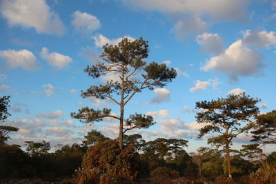 Low angle view of trees against sky