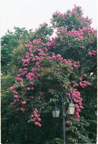 Close-up of pink flowering plant in back yard