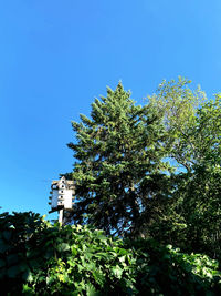 Low angle view of trees and plants against sky