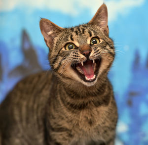 Close-up portrait of a cat