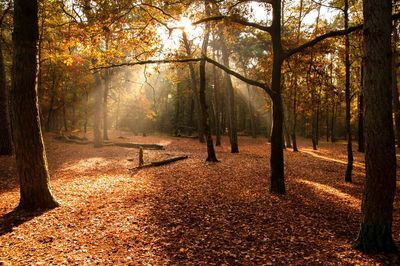 Trees in forest during autumn