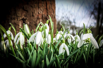 Close-up of white flowers