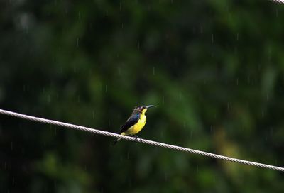 Bird perching on leaf