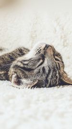 Close-up of a cat sleeping on rug