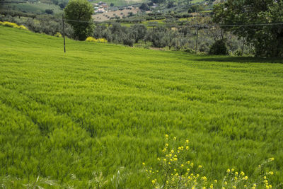 Scenic view of agricultural field