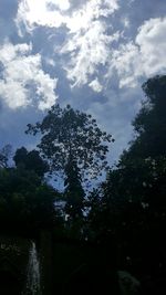 Low angle view of trees against sky