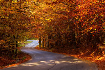 Empty road amidst trees in forest during autumn