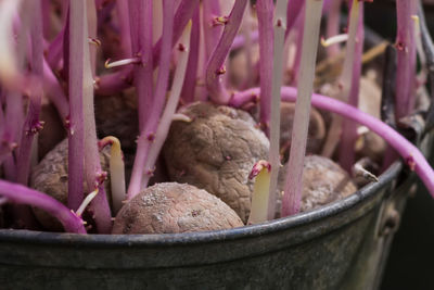 Potato with sprouts in metal bucket outdoors. vegetables prepared for planting.