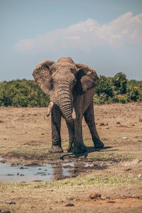 View of elephant drinking water