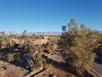 Plants growing in desert against clear blue sky
