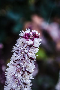 Close-up of pink flowering plant