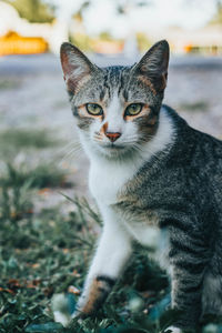 Close-up portrait of a cat