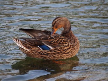 Mallard duck preening in pond
