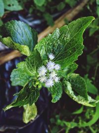 Close-up of plant