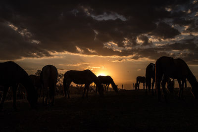 Horses grazing on landscape at sunset