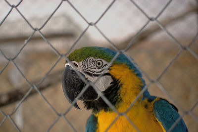 Close-up of chainlink fence