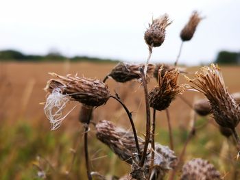 Close-up of wilted plant on field