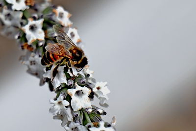 Close-up of insect on plant